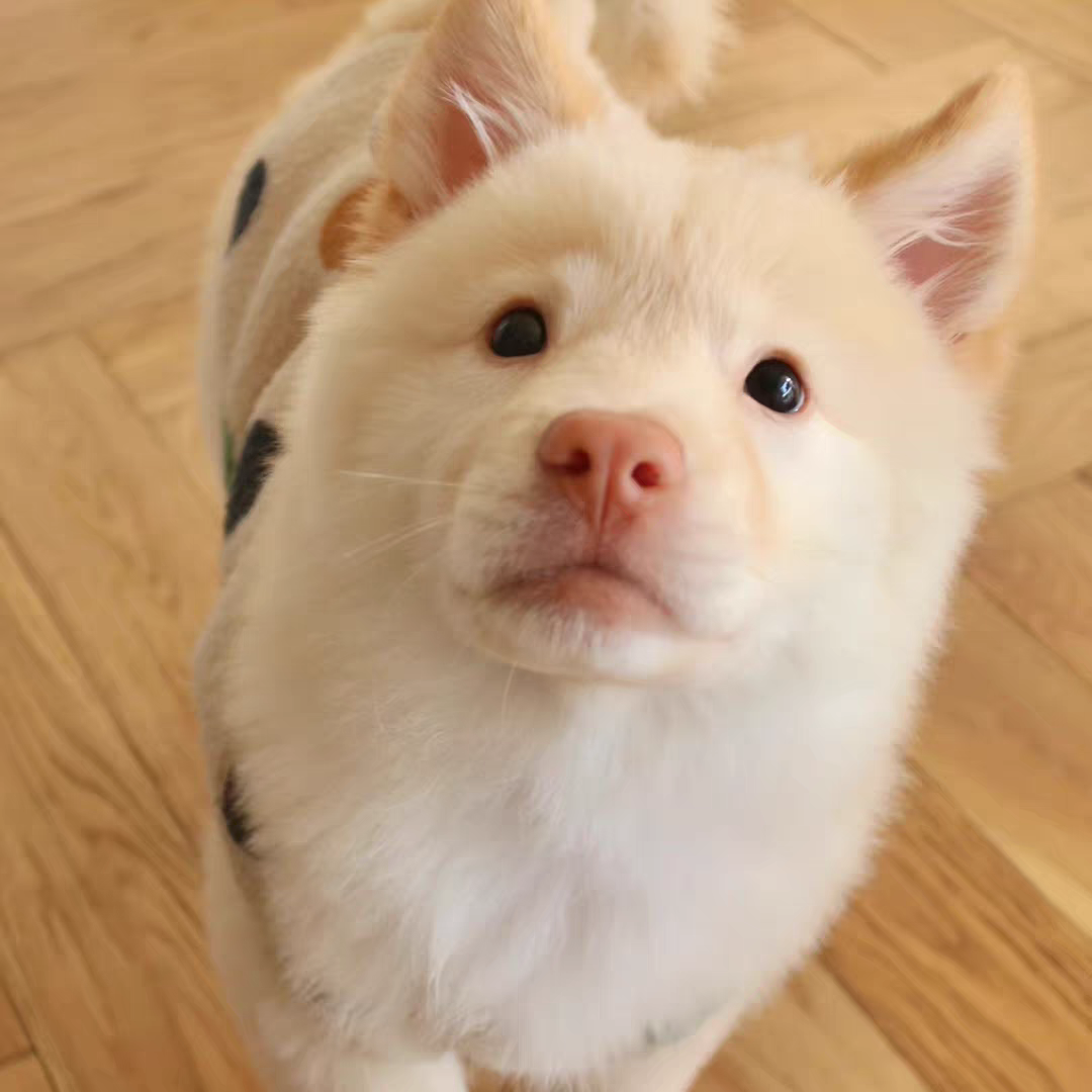 犬舍直销批发价格出售土松犬